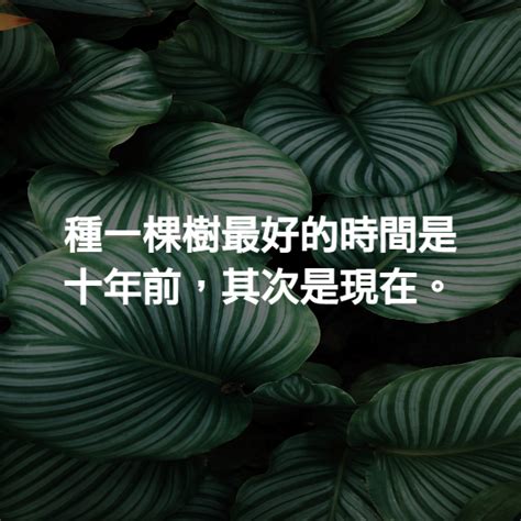 種一棵樹最好的時間是十年前其次是現在出處